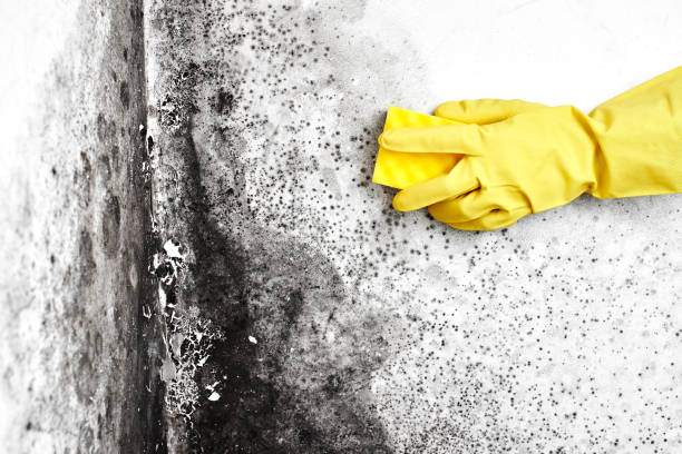 Best Residential Mold Inspection & Testing  in Pleasant Hills, MD