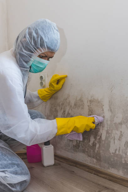 Best Mold Damage Restoration  in Pleasant Hills, MD