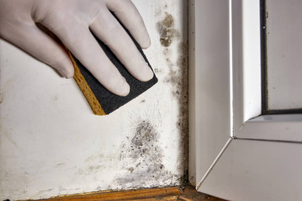 Best Industrial Mold Remediation  in Pleasant Hills, MD